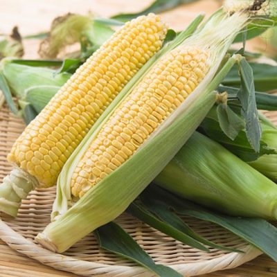 Hạt Giống Bắp Ngọt Mỹ - Bantam (Zea mays var. rugosa)