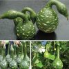 Hạt Giống Bầu Sao Thiên Nga (Lagenaria siceraria)