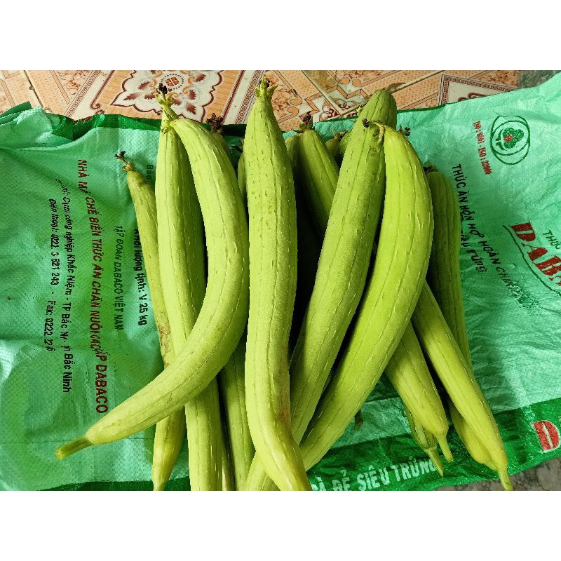 Hạt Giống Mướp Hương Thơm Cổ Truyền Thống Hạt Giống Mướp Hương Thơm Cổ Truyền Thống