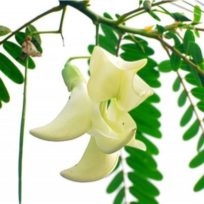 Hạt Giống So Đũa - Dùng Làm Thực Phẩm - Bài thuốc - Thức ăn chăn nuôi