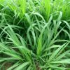 Hạt Giống Cỏ Ruzi - Giống cỏ năng suất, chịu hạn cho chăn nuôi bò sữa, dê, cừu, thỏ...
