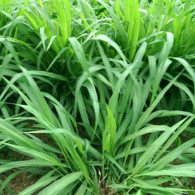 Hạt Giống Cỏ Ruzi - Giống cỏ năng suất, chịu hạn cho chăn nuôi bò sữa, dê, cừu, thỏ...