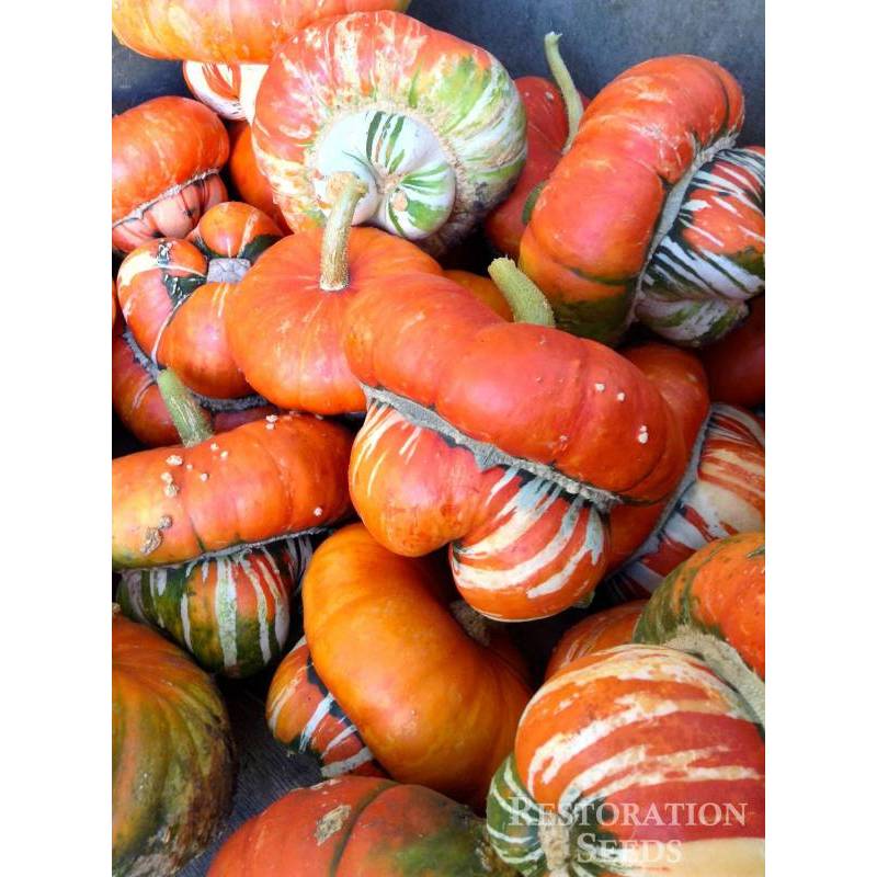 Hạt Giống Bí Mũ Thổ Nhĩ Kỳ (Cucurbita maxima) Hạt Giống Bí Mũ Thổ Nhĩ Kỳ (Cucurbita maxima)