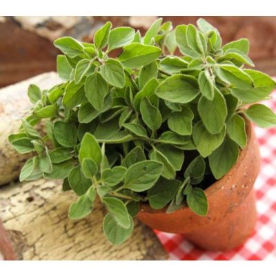 Hạt Giống Oregano - Kinh Giới Tây (Origanum vulgare hirtum)