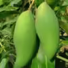 cây giống " Xoài PIM SENG MUM" nhập khẩu : trái nặng ~250gr, brix 12.
