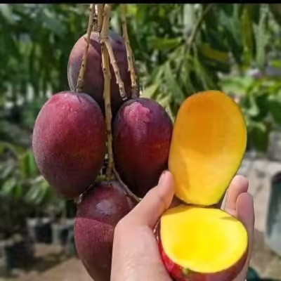 cây giống " Xoài  Irwin " nhập khẩu : trái nặng ~450gr, brix 15.