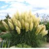 Hạt Giống Cỏ Bông Lau Mỹ Khồng lồ - Màu Trắng (Cortaderia selloana) - hạt nhập khẩu