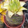 Cây chuối tài lộc - chuối sen lùn Trung Hoa (Musella lasiocarpa) - hoa xanh