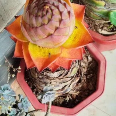 Cây chuối tài lộc - chuối sen lùn Trung Hoa (Musella lasiocarpa) - hoa tím