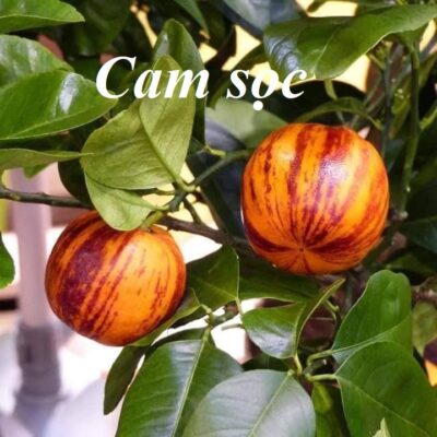 cây giống cam sọc nhập khẩu