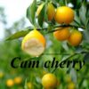 cây giống " CAM CHERRY " nhập khẩu