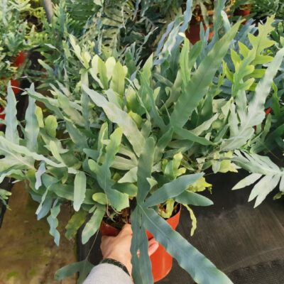 Cây Dương Xỉ Bạc - Blue Star Fern