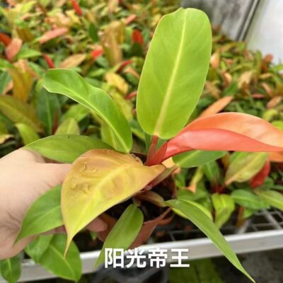 Cây Trầu Bà Đế Vương Cam