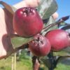 Cây Giống " Táo Amaty Apple " Nhập Khẩu