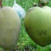 cây giống " Xoài dừa Pakistan " Nhập Khẩu