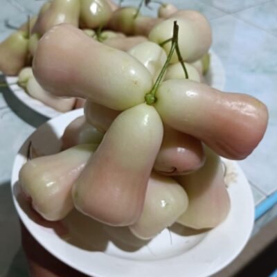 cây giống Mận (doi ) " Pink Sugar " nhập khẩu - độ brix từ 15-17, ngọt ngào đến tận cùng