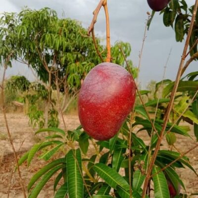 cây giống " Xoài dừa Pakistan " Nhập Khẩu