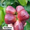 cây giống Mận (doi ) "Manisikana " nhập khẩu