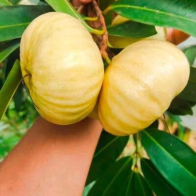 cây giống " Mận (doi ) LÝ LÙN THÁI LAN SIÊU TRÁI " nhập khẩu