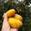 Cây Giống " Olosapo " Nhập Khẩu