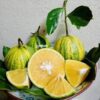 cây giống " Cam Variegated Sunkist Orange " nhập khẩu
