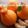 cây giống Quýt chum dekopon nhập khẩu - cây choai lớn, đã trồng thuần