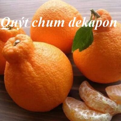 cây giống Quýt chum dekopon nhập khẩu