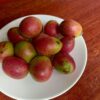 cây giống " mận tây ban nha - oliu đỏ - Jocote" nhập khẩu