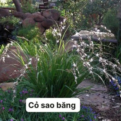 cây giống, hạt giống cỏ sao băng