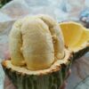 Cây giống " Theobroma bicolor " nhập khẩu