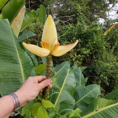 Cây giống chuối búp sen vàng