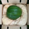 Cây giống " 𝐁𝐨̛ 𝐤𝐡𝐨̂̉𝐧𝐠 𝐥𝐨̂̀ 𝐌𝐀𝐑𝐂𝐔𝐒 𝐏𝐔𝐌𝐏𝐊𝐈𝐍 " nhập khẩu