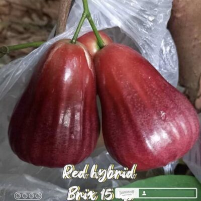 cây giống Mận (doi ) " Red Hybrid Indo Brix15 " nhập khẩu