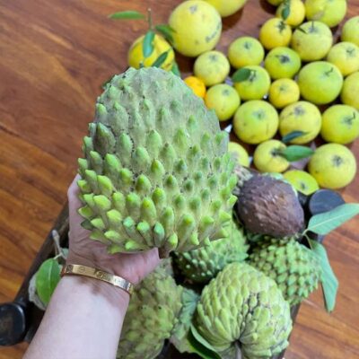 cây giống " Mãng cầu Geffner" " nhập khẩu