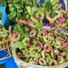 cây giống" ME KEO THÁI LAN  " nhập khẩu