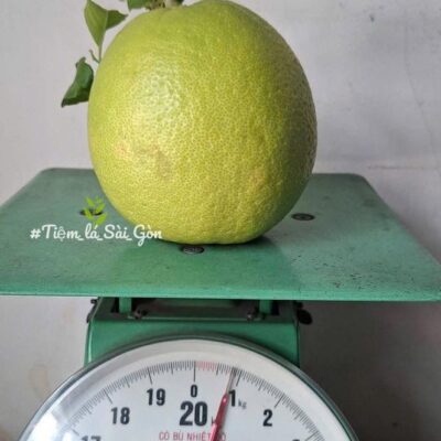cây giống " CHANH VOI – "KHỔNG LỒ" " nhập khẩu