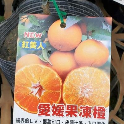 cây giống " CAM EHIME NHẬT BẢN – THỊT THẠCH, NGỌT MỌNG " nhập khẩu