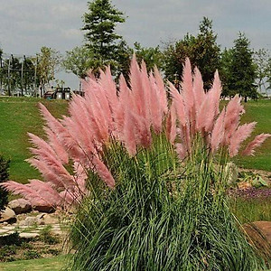 Hạt Giống Cỏ Bông Lau Mỹ Khồng lồ - Màu Hồng (Cortaderia selloana) - hạt nhập khẩu Hạt Giống Cỏ Bông Lau Mỹ Khồng lồ - Màu Hồng (Cortaderia selloana) - hạt nhập khẩu