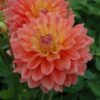 Hoa thược dược ngoại ” Ace Summer Sunset “- Mã P231