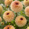Hoa thược dược ngoại ” Yellow Jill “- Mã P239