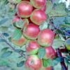 Cây Giống " Táo Jonathan Apple " Nhập Khẩu