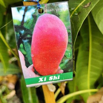 cây giống " Xoài Xi Shi " nhập khẩu : trái nặng ~650gr, brix 19.