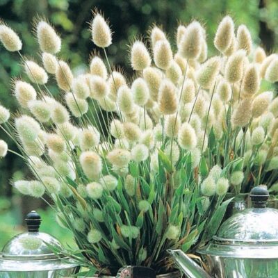 cây giống, hạt giống cỏ đuôi thỏ