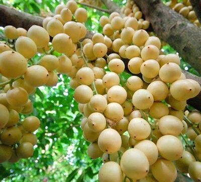 cây giống dâu da đất quả trắng tròn ngọt chuẩn giống
