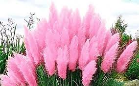 Hạt Giống Cỏ Bông Lau Mỹ Khồng lồ - Màu Hồng (Cortaderia selloana) - hạt nhập khẩu Hạt Giống Cỏ Bông Lau Mỹ Khồng lồ - Màu Hồng (Cortaderia selloana) - hạt nhập khẩu