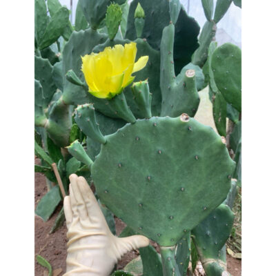 Xương Rồng tai Voi khổng lồ hoa vàng Nopal Mexico loại ăn trái (Nopal Mexico Opuntia ficus indica)