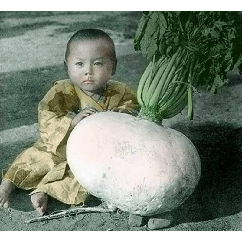 Hạt Giống Củ Cải Khổng Lồ Nhật - Samurai (Raphanus sativus) Hạt Giống Củ Cải Khổng Lồ Nhật - Samurai (Raphanus sativus)