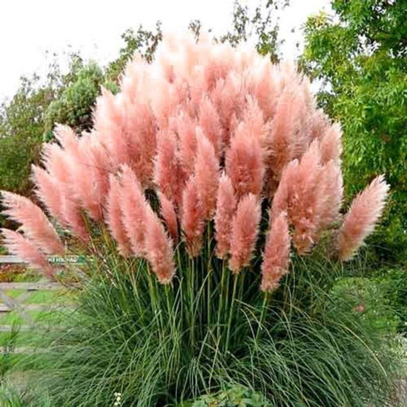 Hạt Giống Cỏ Bông Lau Mỹ Khồng lồ - Màu Hồng (Cortaderia selloana) - hạt nhập khẩu Hạt Giống Cỏ Bông Lau Mỹ Khồng lồ - Màu Hồng (Cortaderia selloana) - hạt nhập khẩu