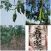 HẠT GIỐNG CÂY Bông Gòn - 1KG