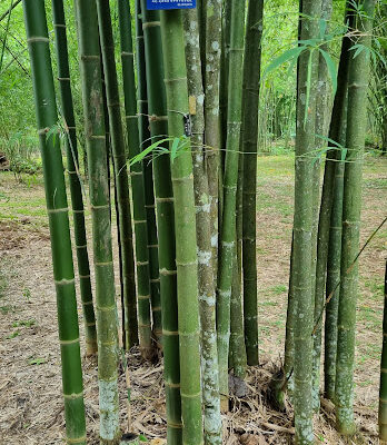 Cây giống tre tầm vông thái